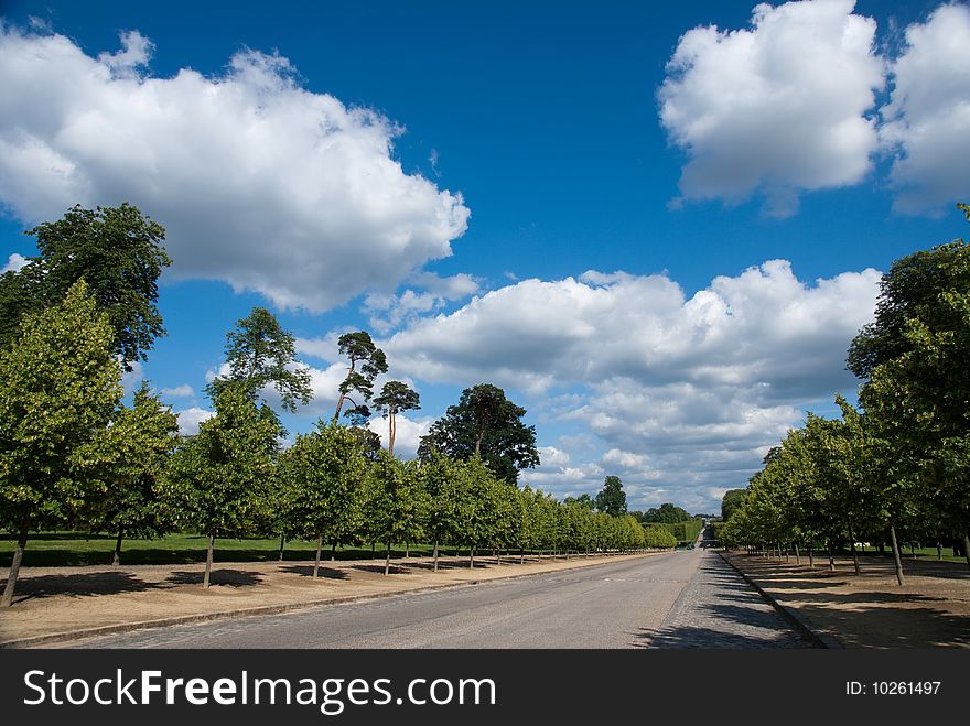 Summer tree against blue sky with white cloud background