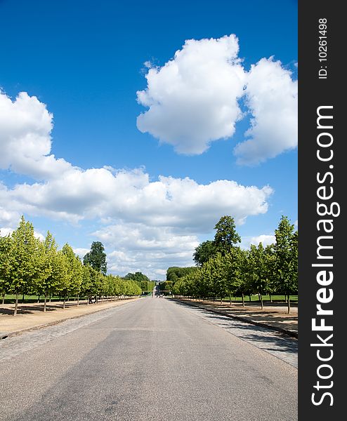 Summer tree against blue sky with white cloud background