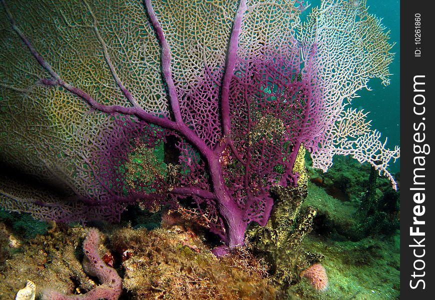 Damaged purpil fan coral at 25 feet in south Florida. Damaged purpil fan coral at 25 feet in south Florida