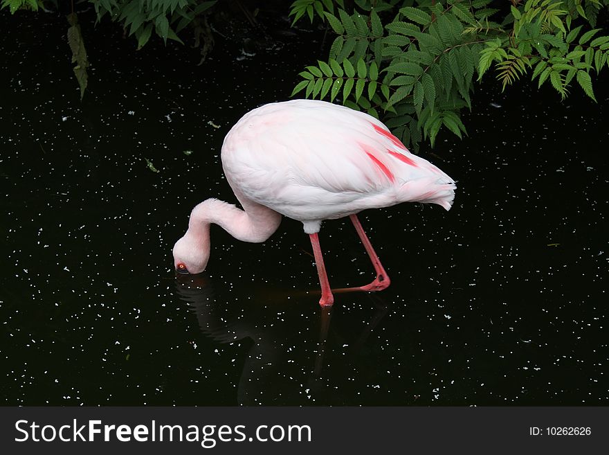 The hunting flamingo in the lake