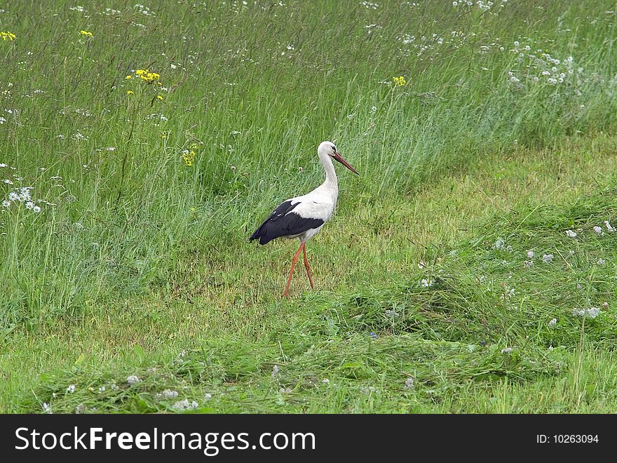 White stork on green grass