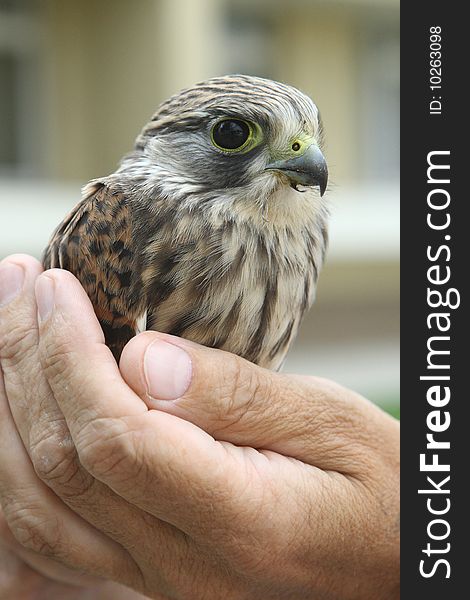 Nestling of falcon kestrel on a hand