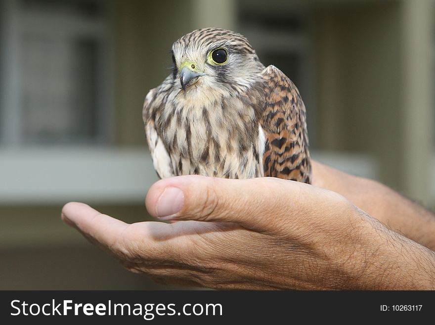 Nestling of falcon kestrel on a hand