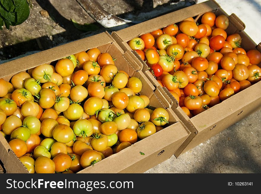 Crop of tomatoes in a box in a hothouse. Crop of tomatoes in a box in a hothouse.