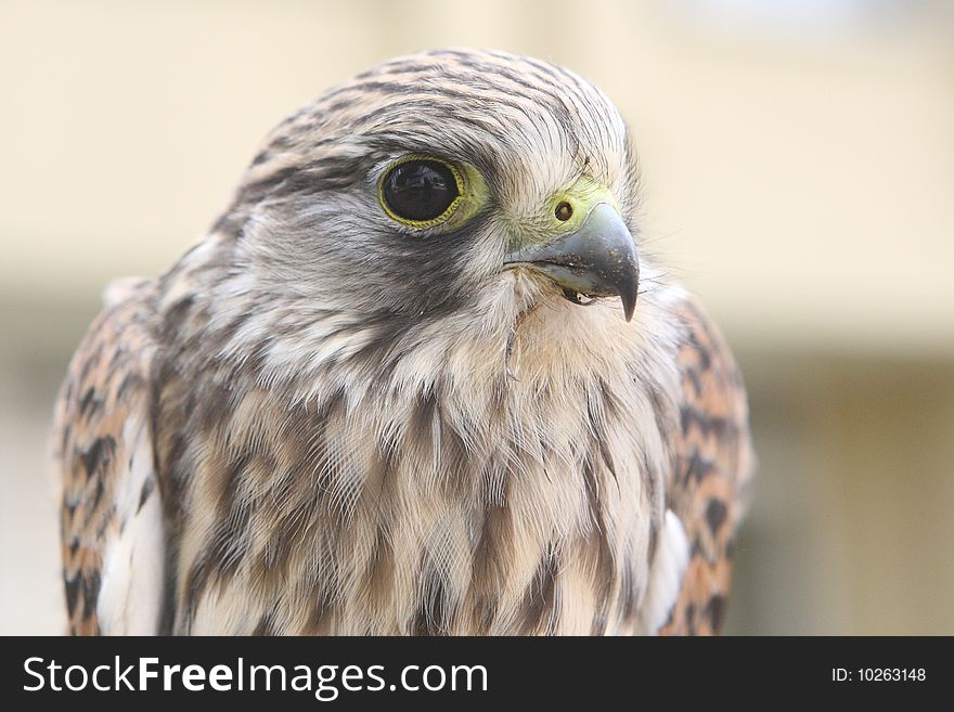 Nestling of falcon is a kestrel (Falco tinnunculus) widely widespread and very useful bird