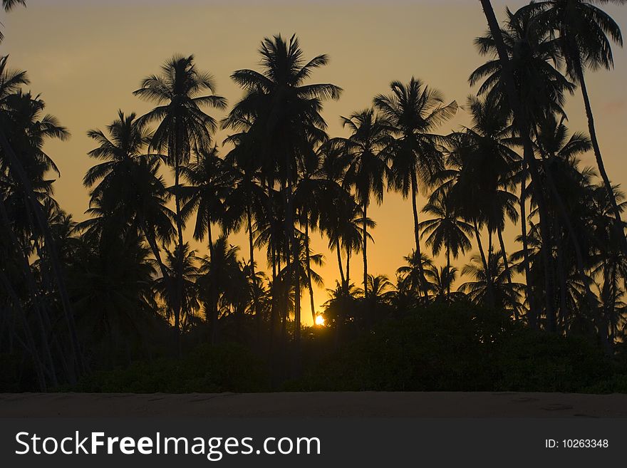 Palm trees silhouetted at sunset. Palm trees silhouetted at sunset