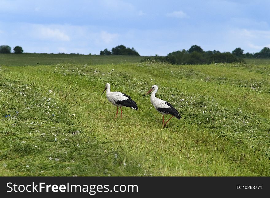 Landscape Whith Two Storks