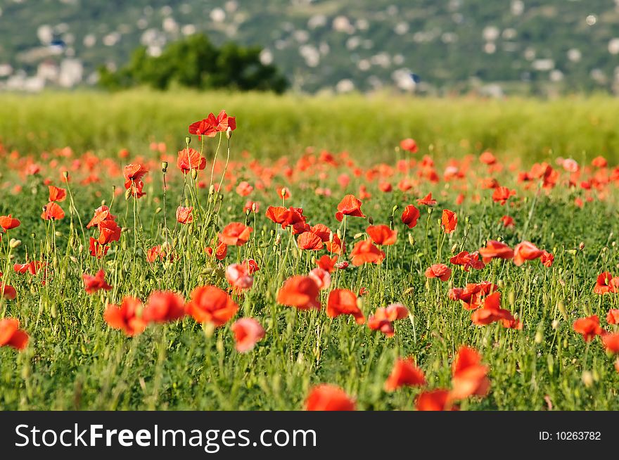 Summer rural landscape with wild poppy field