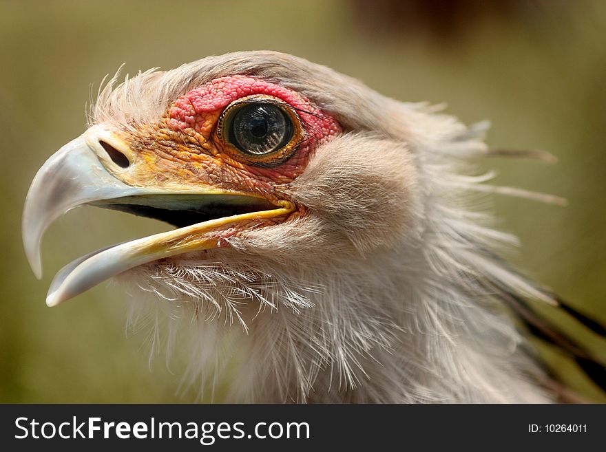 Portrait of a Secretary Bird. Portrait of a Secretary Bird