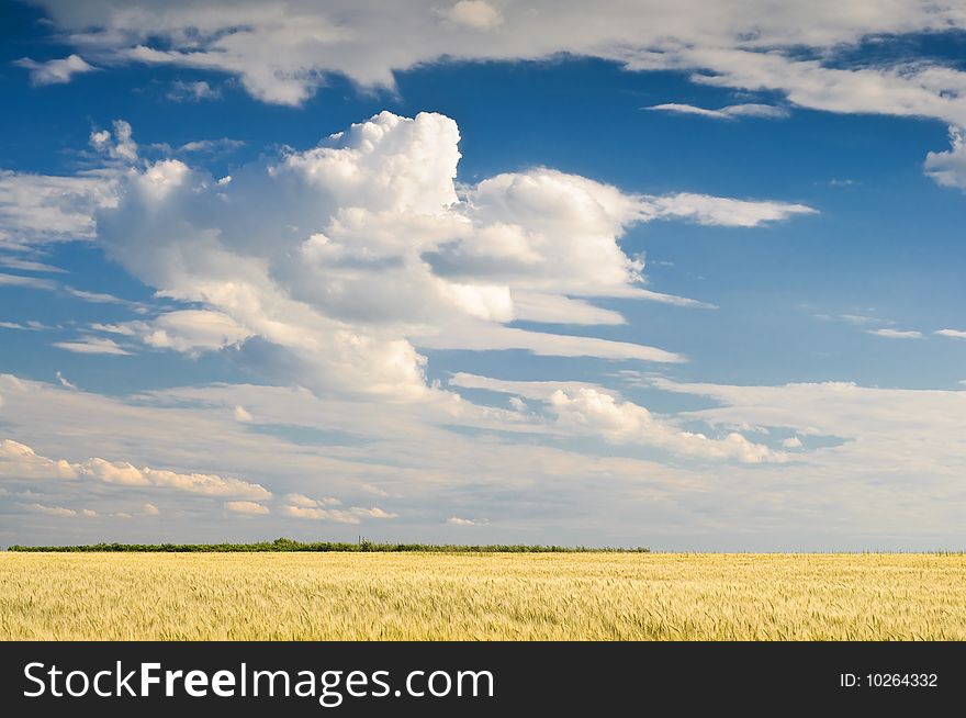 Wheat field with blue sky over it