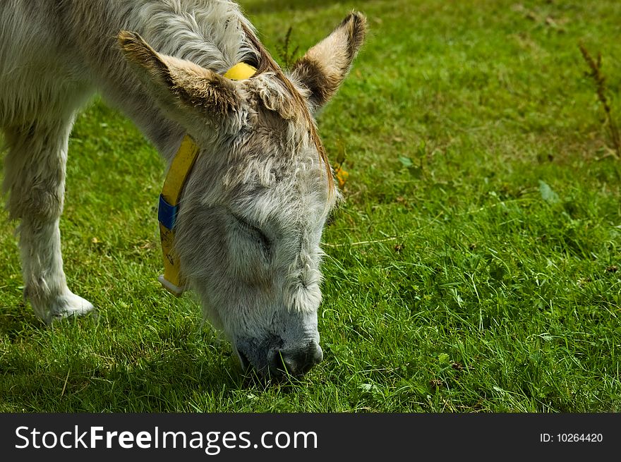 An image of a white rescue donkey grazing in a field of lush green fresh spring grass with its eyes closed.