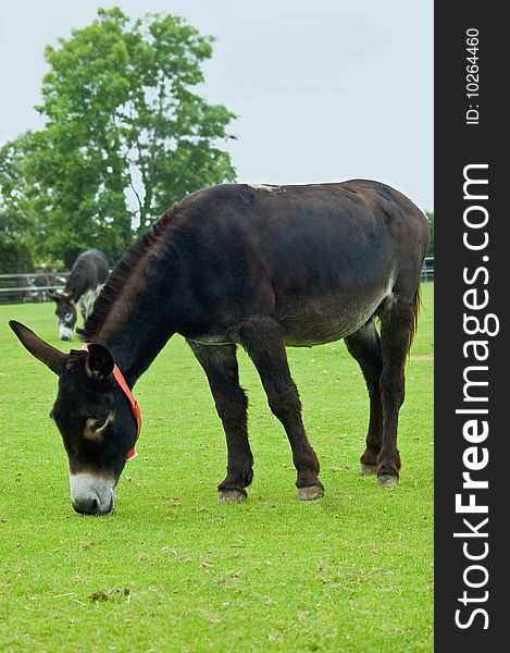 An image of two lucky young brown rescue donkeys happily grazing in a paddock of lush fresh green spring grass. An image of two lucky young brown rescue donkeys happily grazing in a paddock of lush fresh green spring grass.