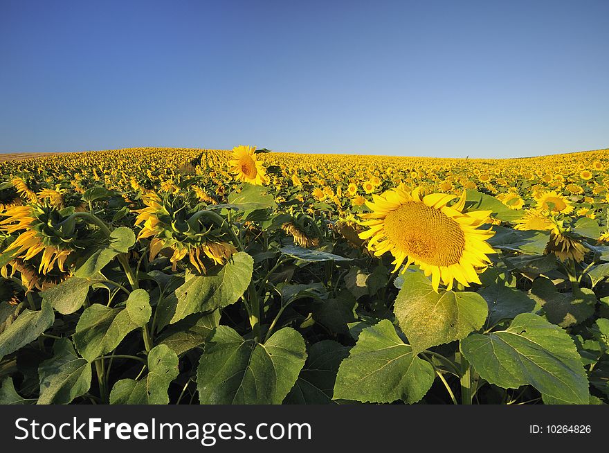 Sunflower Field