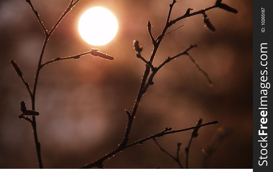 Branch of a birch covered by hoarfrost on a background the sun. Branch of a birch covered by hoarfrost on a background the sun