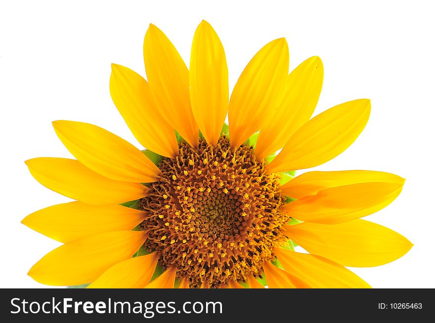 Sunflower Isolated over white background