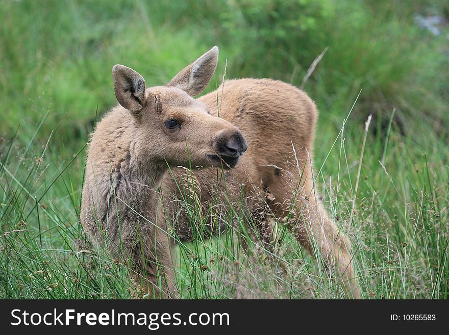 A photo of a baby elk