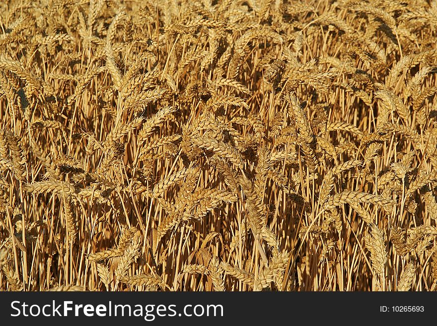 An image of wheat spikes in a growing field. An image of wheat spikes in a growing field