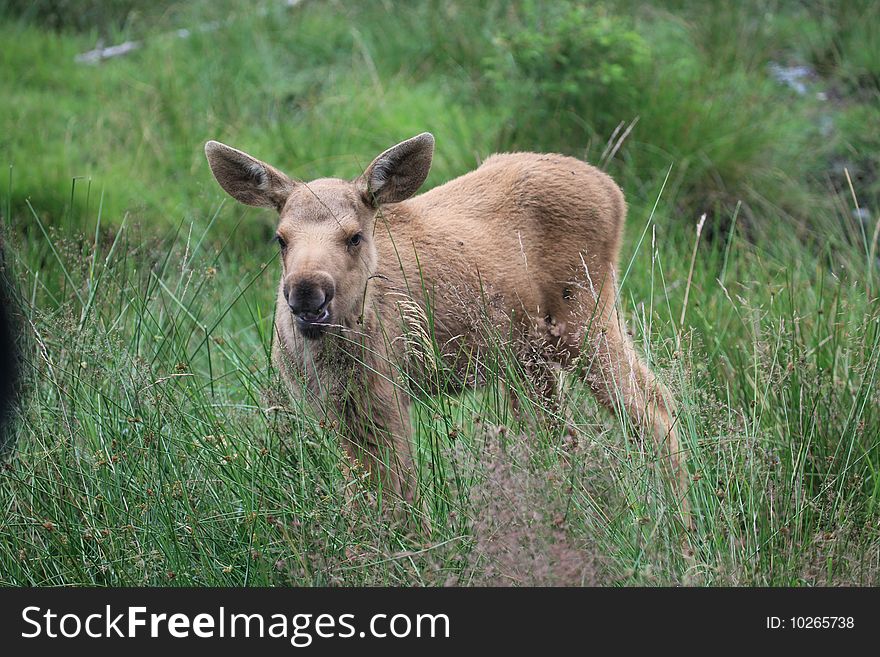 A photo of a baby elk. A photo of a baby elk