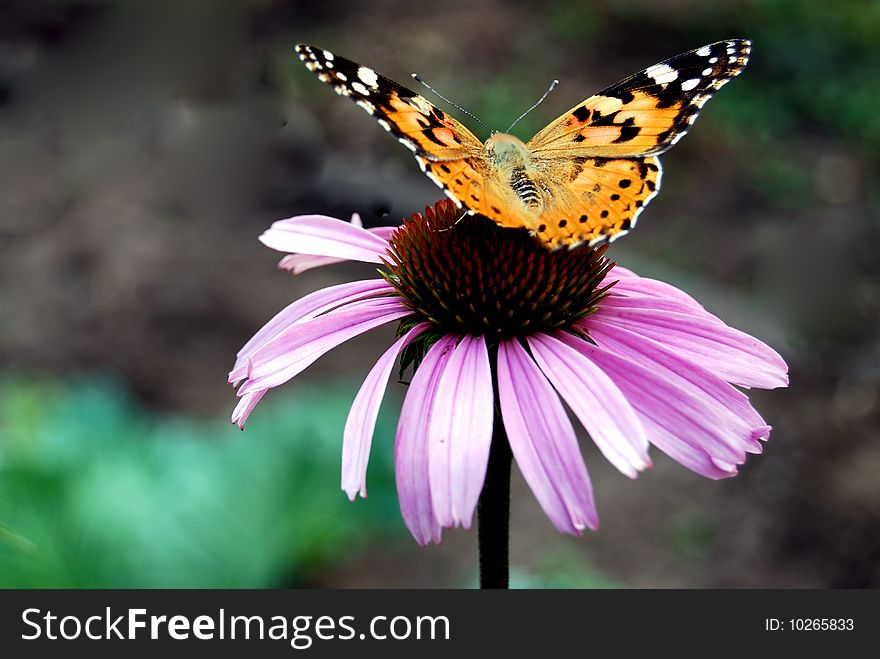Butterfly sits on flower by summer on meadow