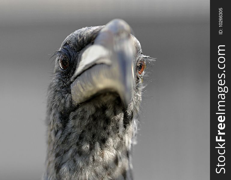 Grey hornbill close-up portrait