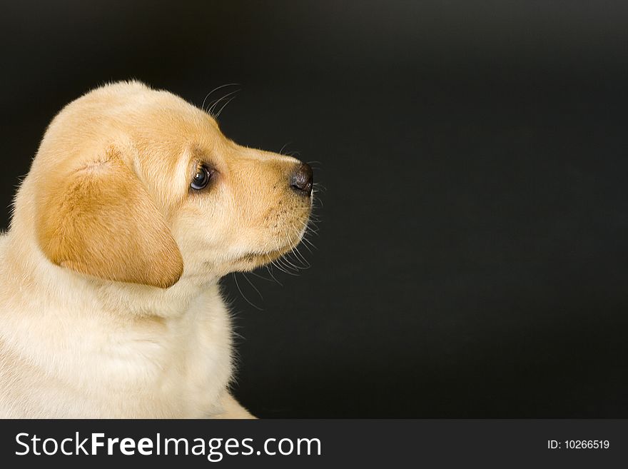 Closeup of a labrador retriever puppy over black background