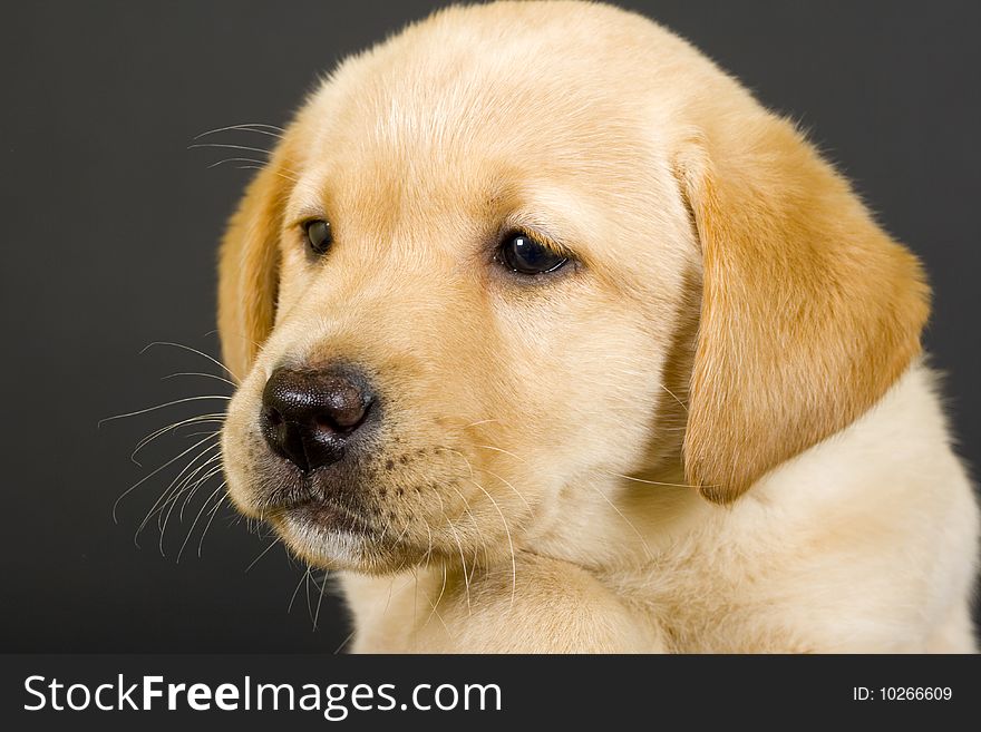 Closeup of a puppy labrador retriever over black background