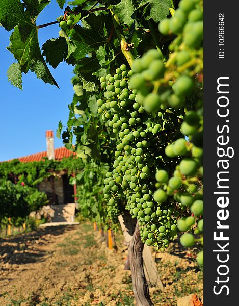 Vineyard green grape field and house vertical. Vineyard green grape field and house vertical
