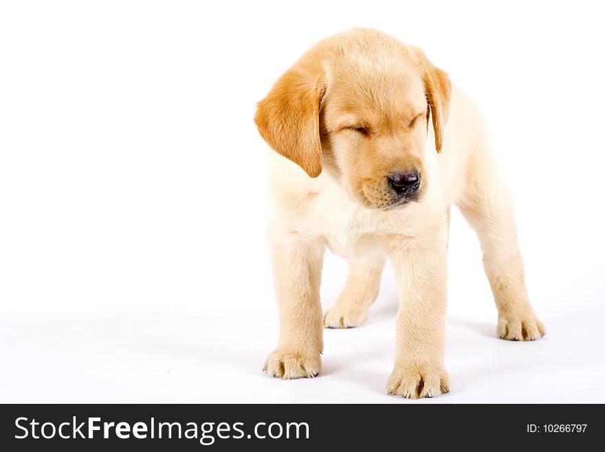 Labrador retriever puppy with eyes closed