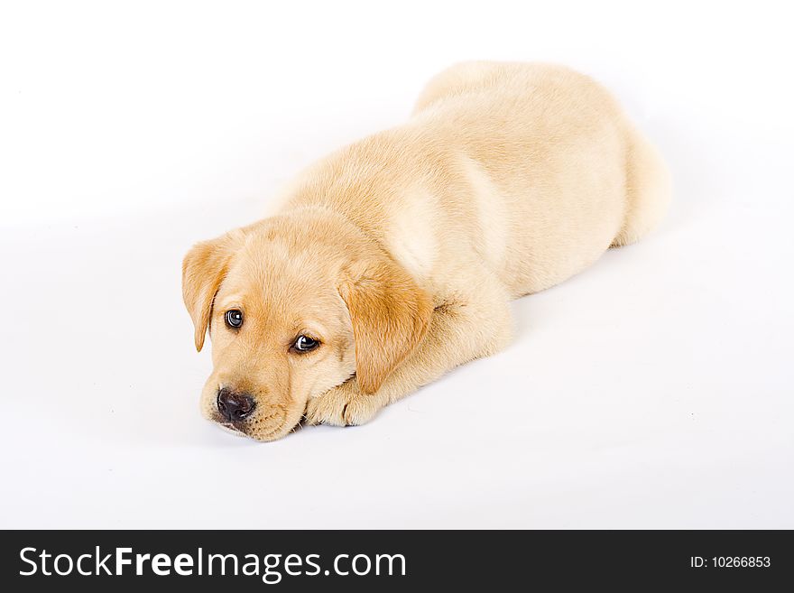 Sleepy Labrador retriever puppy over white background