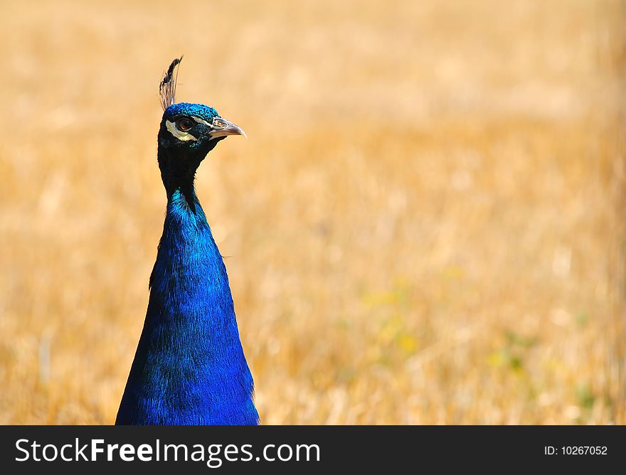Curios peacock on the field