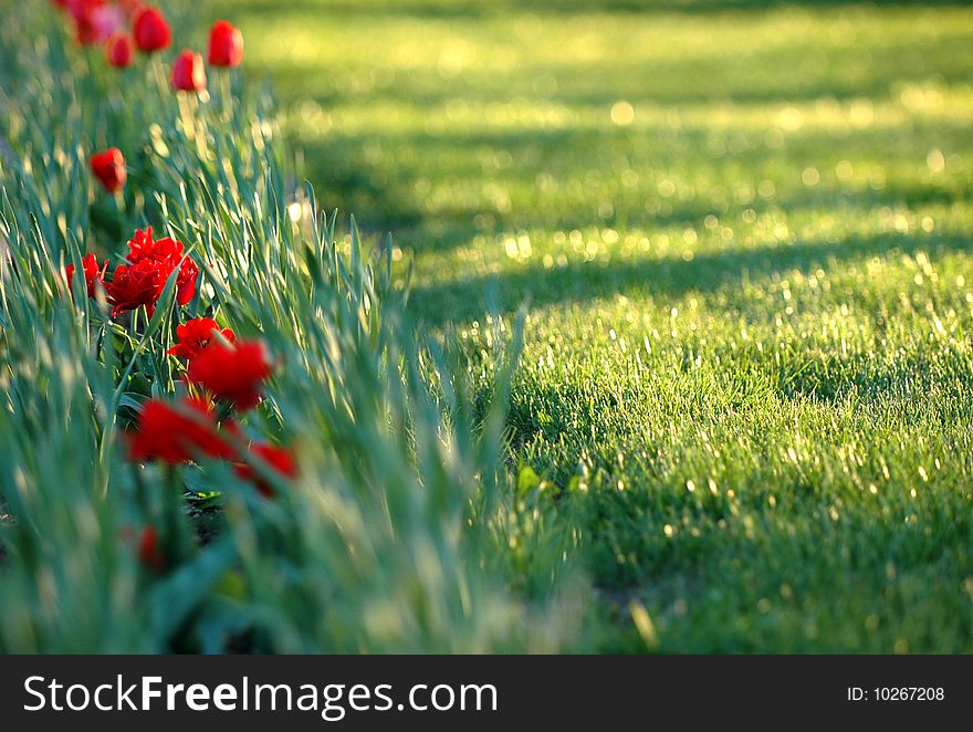 Red tulip and green grass