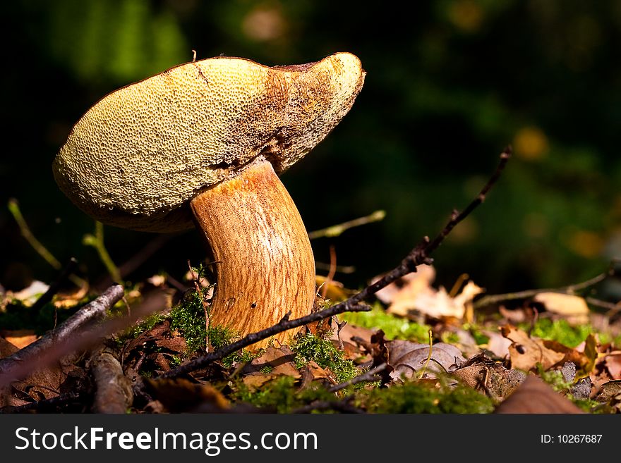 Fungi, mushrooms in a forest in autumn