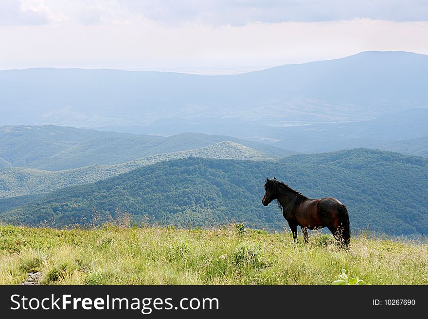 Horse in the Carpathian Mountains 1. Horse in the Carpathian Mountains 1