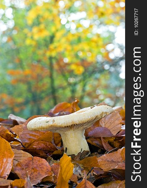 Fungi, Mushrooms In A Forest