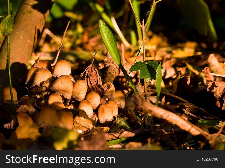 Fungi, Mushrooms In A Forest