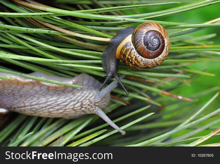 Small snail on summery garden