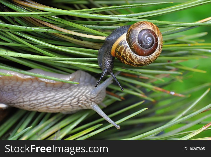 Snail