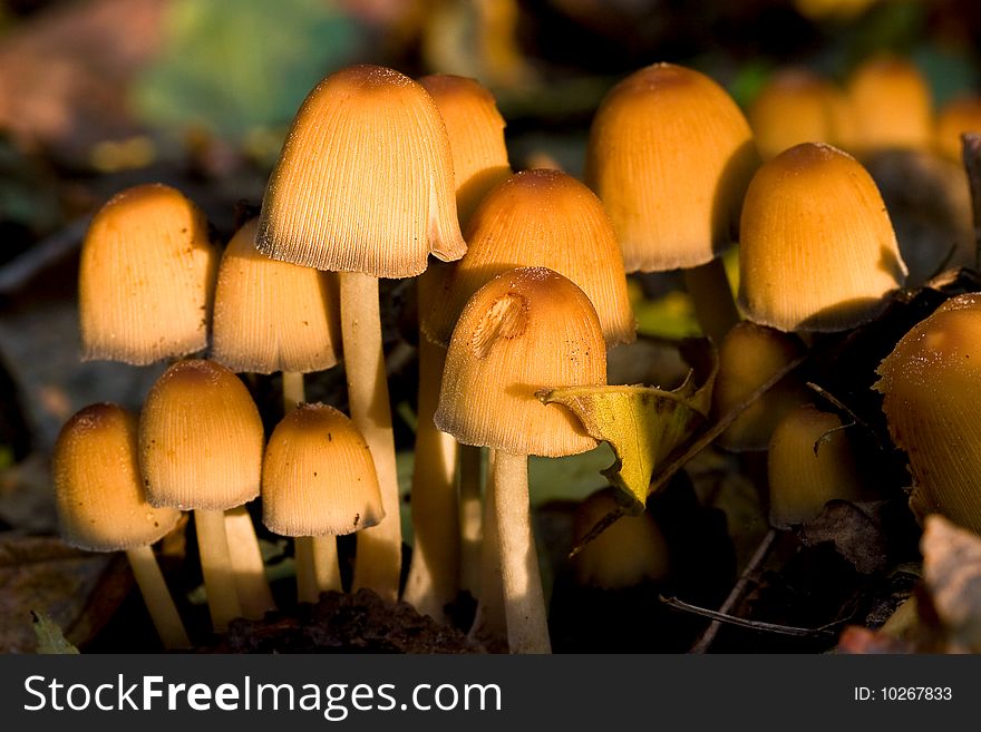 Fungi, Mushrooms In A Forest