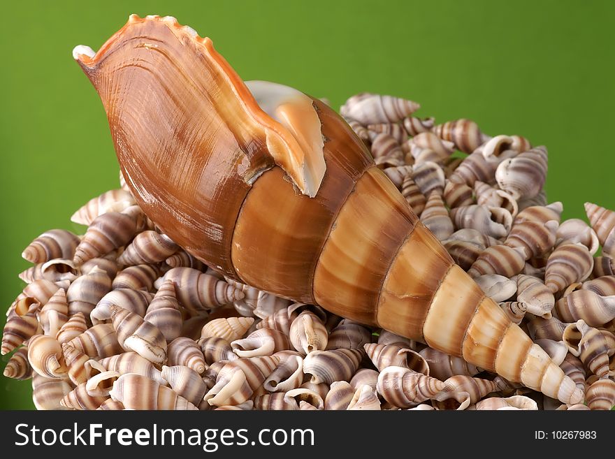 Sea cockleshells on a green background