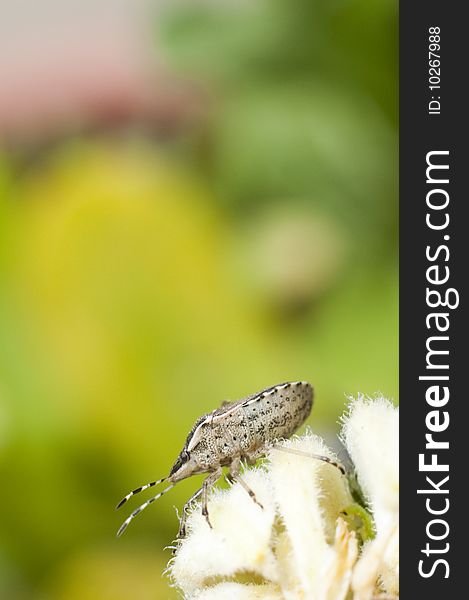 Summer insect on a garden flower