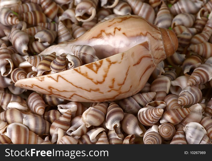 Seashells Frame.