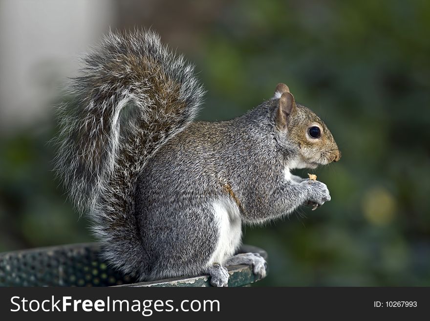 American red squirrel feeding in a park in Cape Town, South Africa