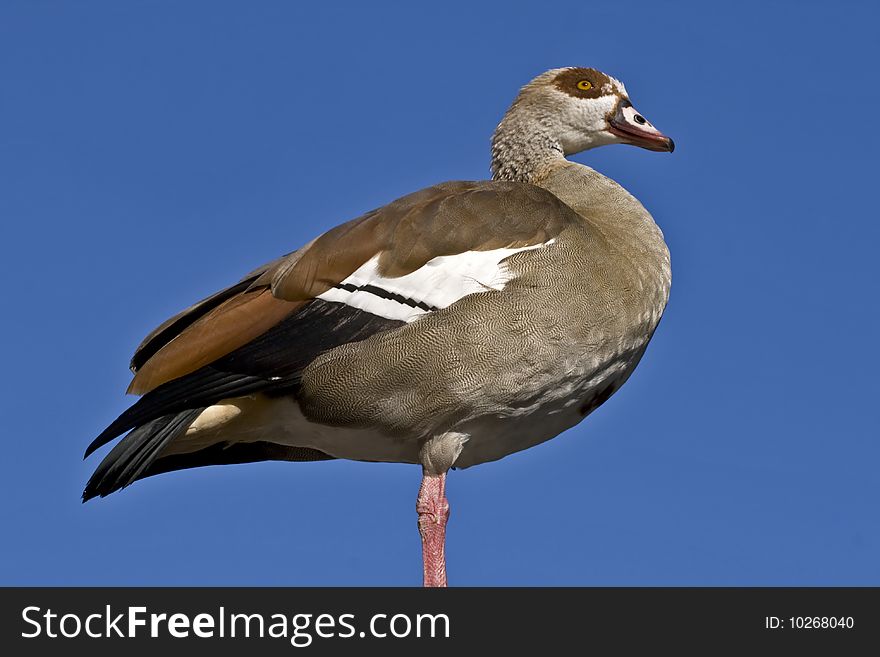 Egyptian goose Alopochen aegyptiacus in Cape Town, South Africa