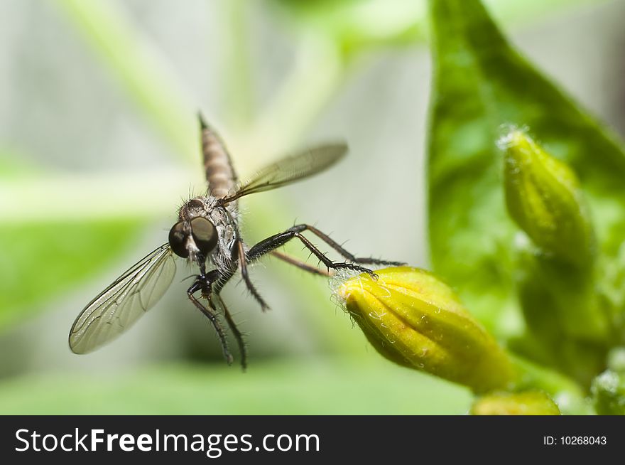 Dragonfly Jump