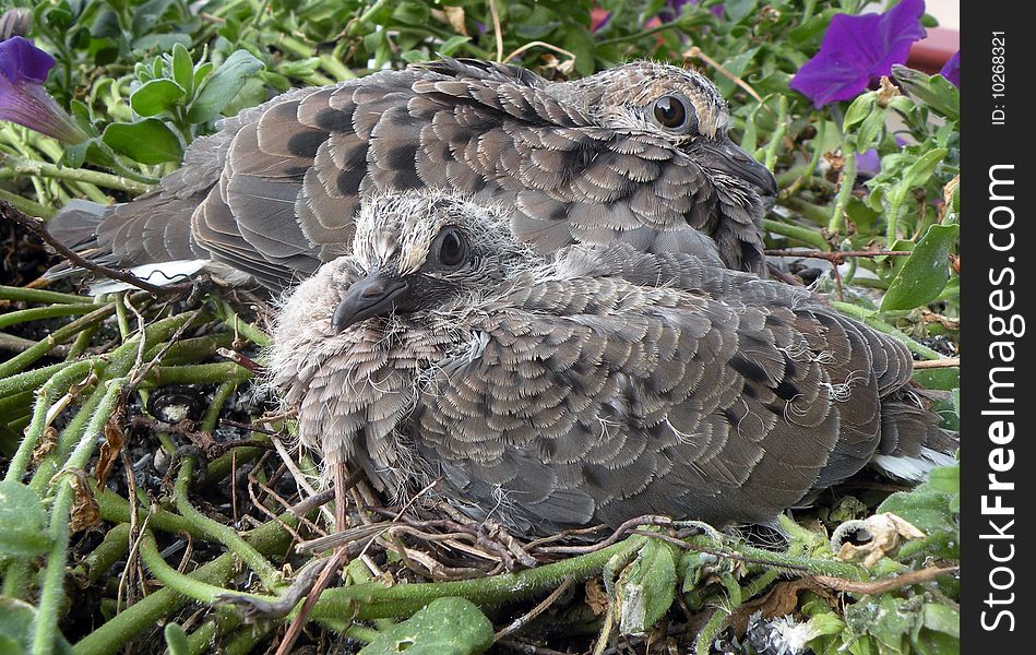 Two baby morning doves staring at camera. Two baby morning doves staring at camera