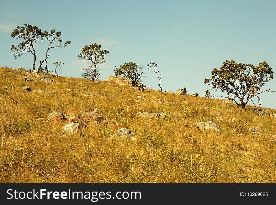 Trees on the slope of a hill with the sky in background. Trees on the slope of a hill with the sky in background