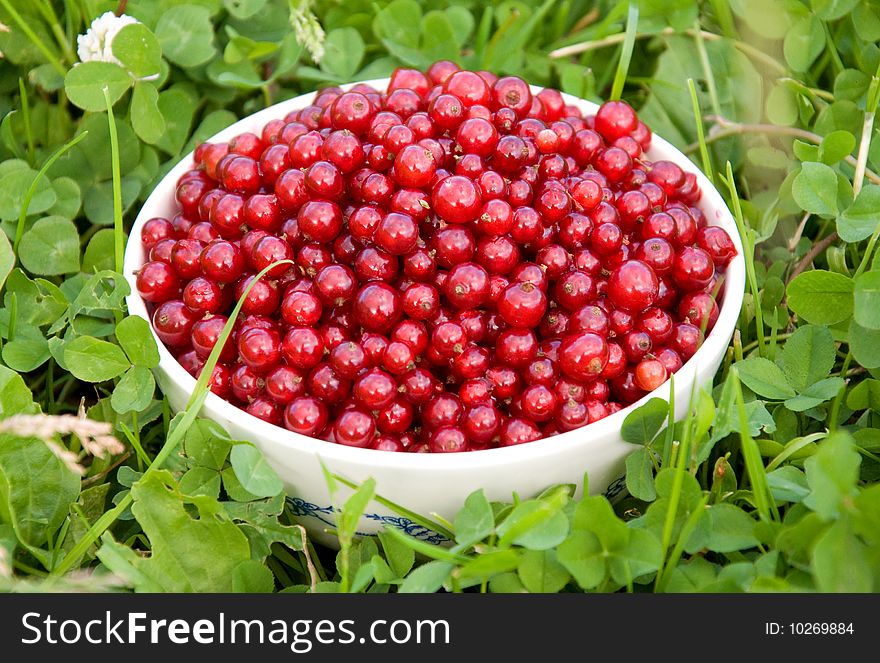 Bowl with berries of red currant. Bowl with berries of red currant