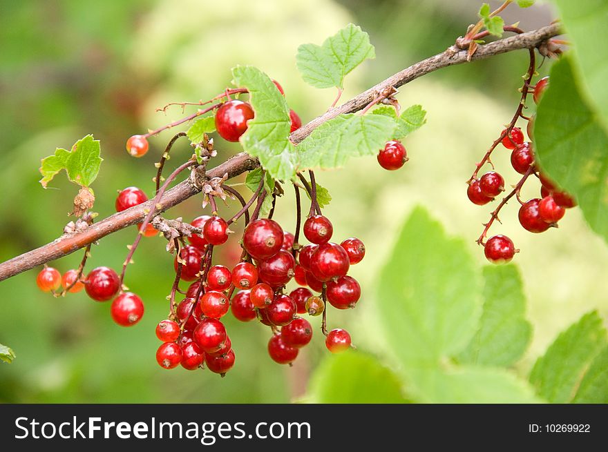 Branch of currant with red berries