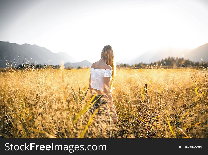 Agriculture, Countryside, Crop, Cropland