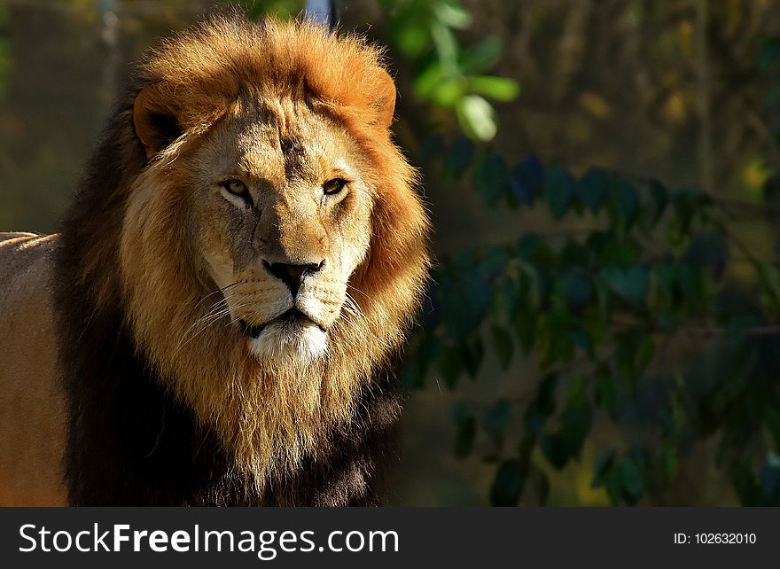 Wildlife, Lion, Mammal, Terrestrial Animal